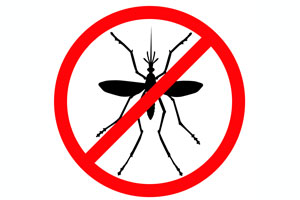 Tips caseros para desaparecer insectos del hogar