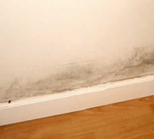 Conoce qué puedes usar para eliminar humedad en paredes